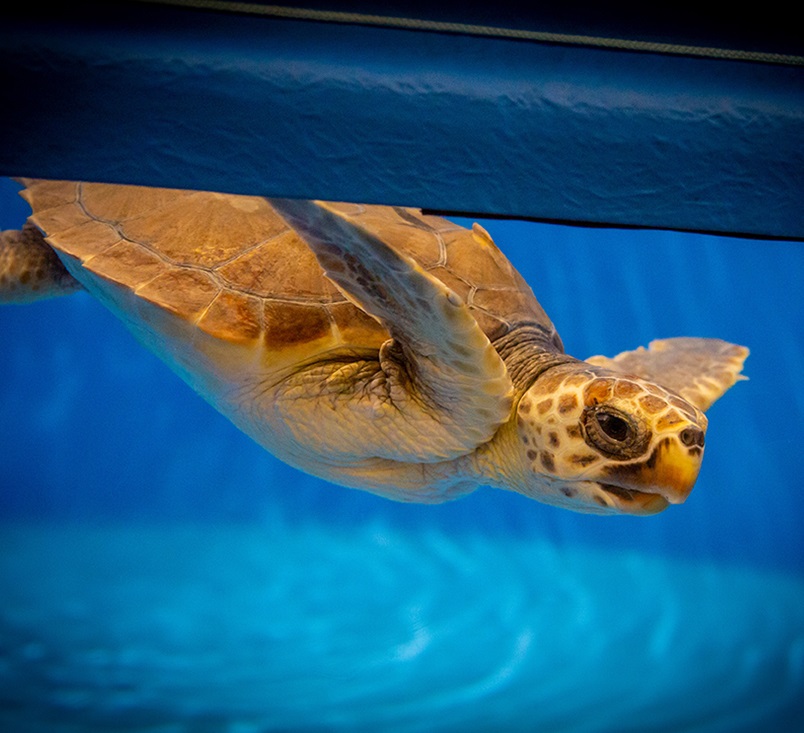 Partnership Area Marina Protetta Isole Egadi